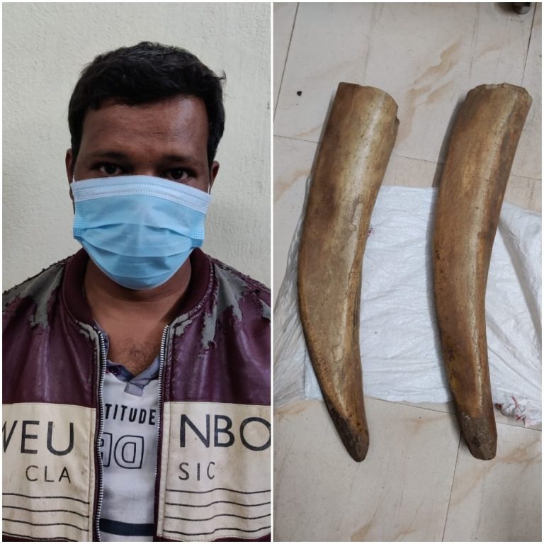 Elephant Tusks Weighing Over 5 Kg Seized, One Arrested In Odisha’s Keonjhar