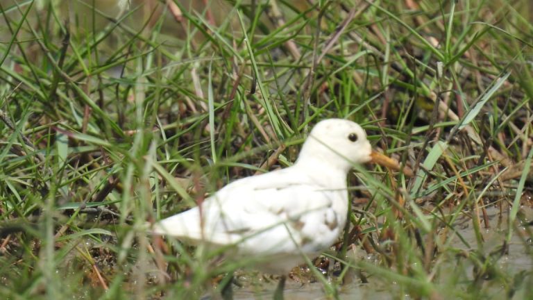Odisha: Rare Bird Sighted At Mangalajodi