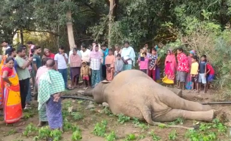 elephant death