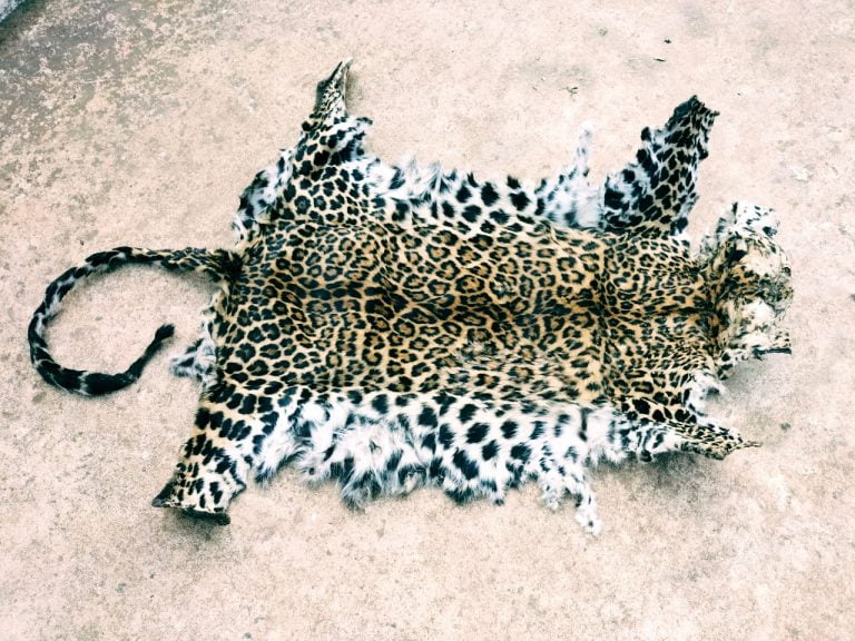 leopard skin