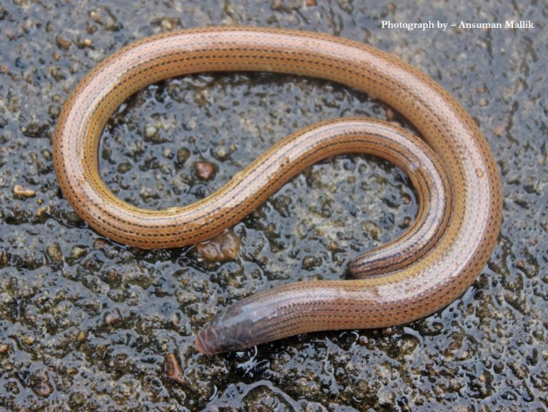 legless lizard