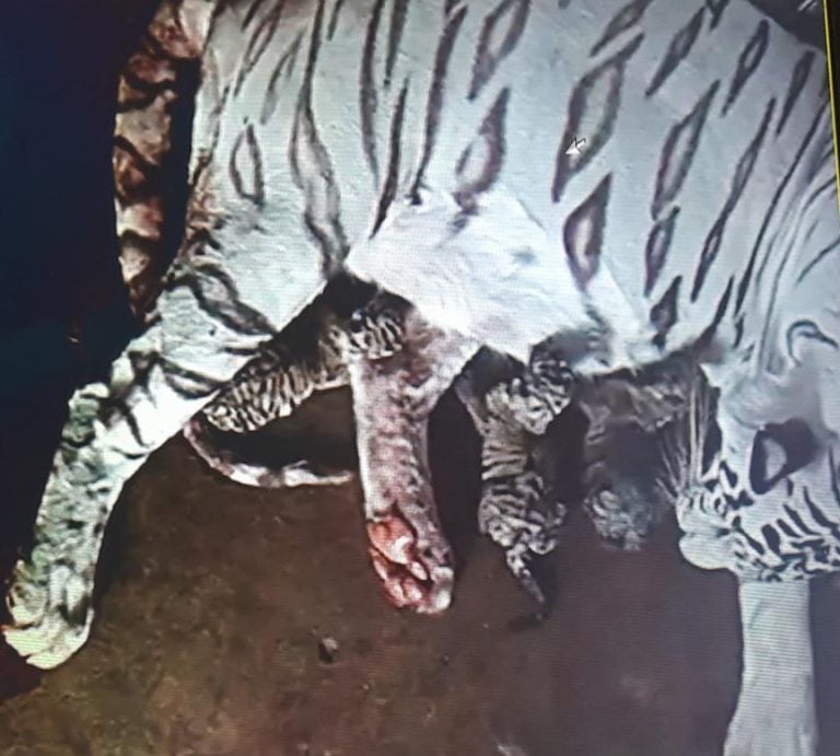 White Tigress Gives Birth To Three Cubs At Nandankanan Zoo In Odisha; Check Details