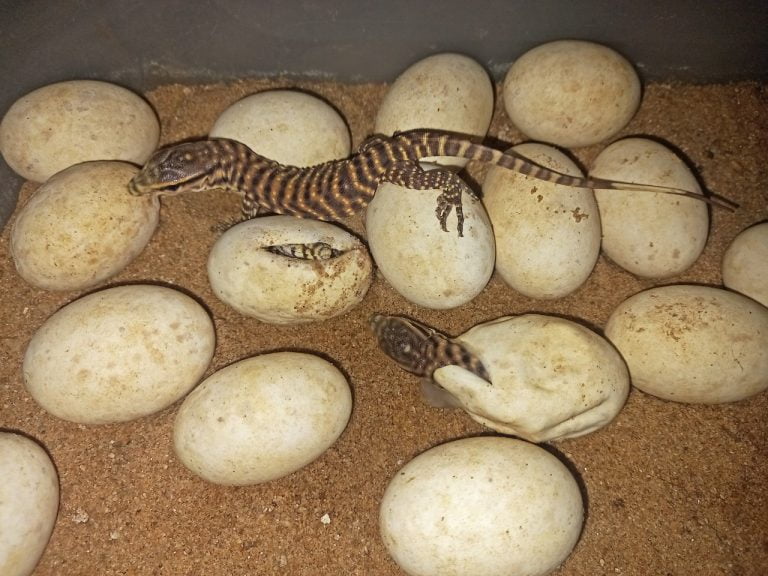 monitor lizard eggs