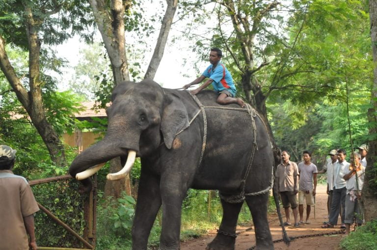 ‘Nanda’, Kumki Elephant Dies At Chandaka Sanctuary In Odisha