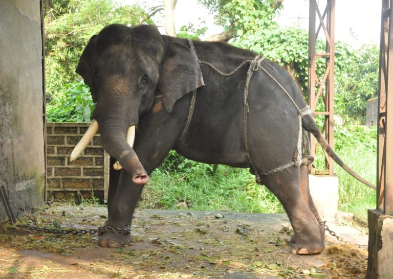 Odisha’s First Kumki Elephant Dies Of Septicemia
