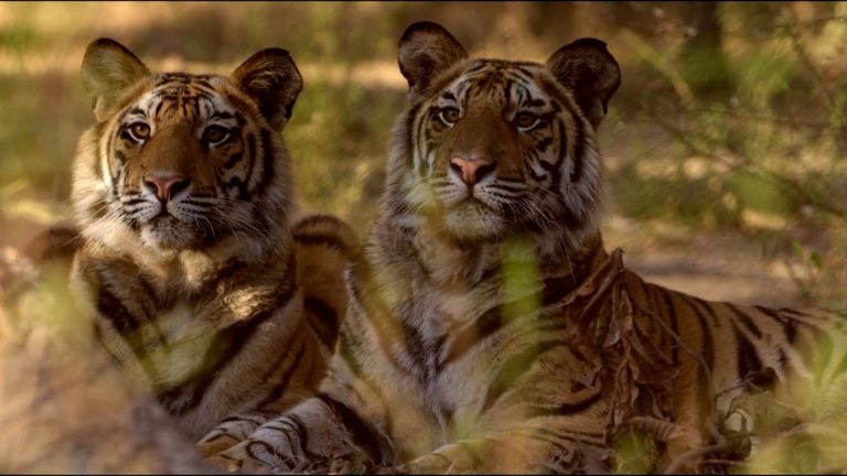 Ramgarh Vishdhari tiger reserve