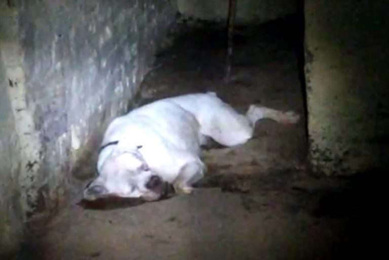 dog death for cobra attack