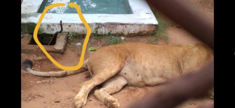 Bitten By Snake, Lioness Dies At Nandankanan Zoo Near Odisha Capital