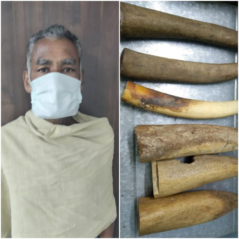 STF Seizes 6 Tusks Weighing 9 KG In Odisha’s Balangir