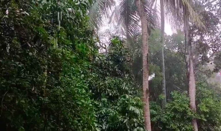 Cyclone Asani Effect: Rain Alert For Khurda, Cuttack & 6 Other Dists For Next 3 Hours