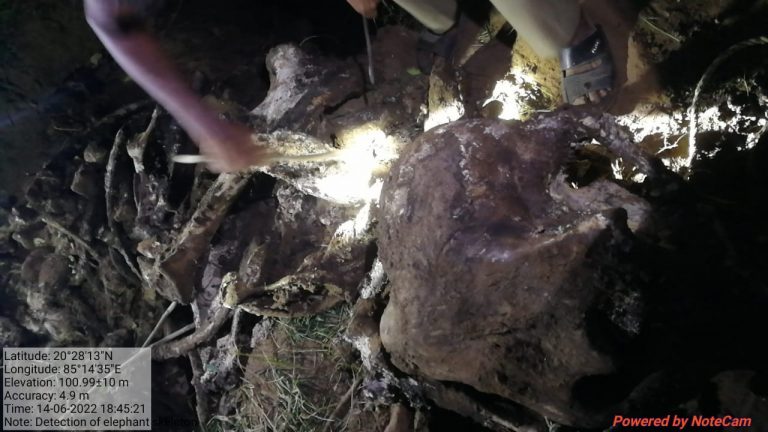 Skeletal Remains Of Another Elephant Found With Missing Tusks In Odisha