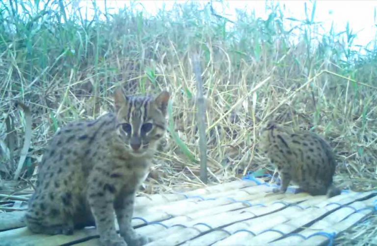 Odisha: Chilika Is Home To 176 Fishing Cat, Finds World’s First Census