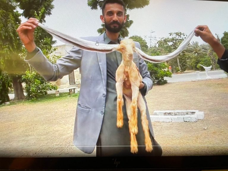 Heard Of A ‘Rapunzel’ Goat? Here’s One