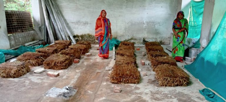 Dalmia cement mushroom cultivation