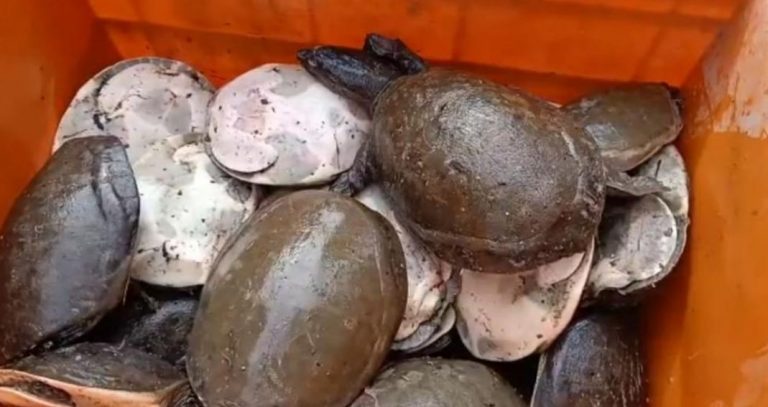 350 Turtles Rescued By Forest Officials In Odisha’s Malkangiri
