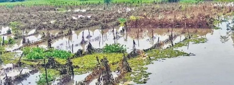 Crops In Over 1.20 Lakh Hectares Damaged In Odisha Floods