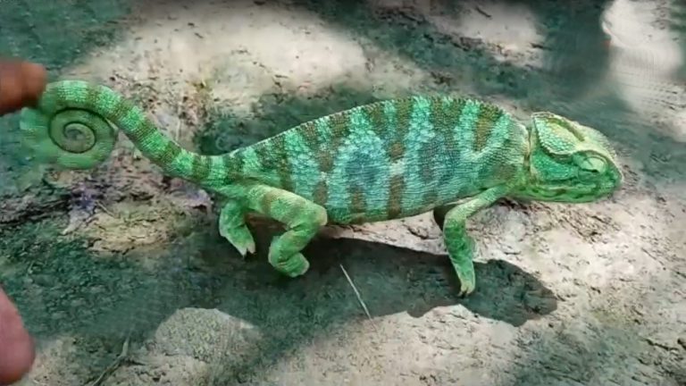 Rare Species Of Chameleon Rescued In Odisha