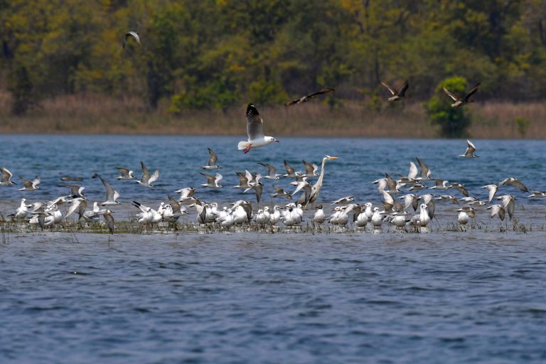 Odisha’s Hirakud Receives 3.16 Lakh Winged Visitors, Highest In Decade