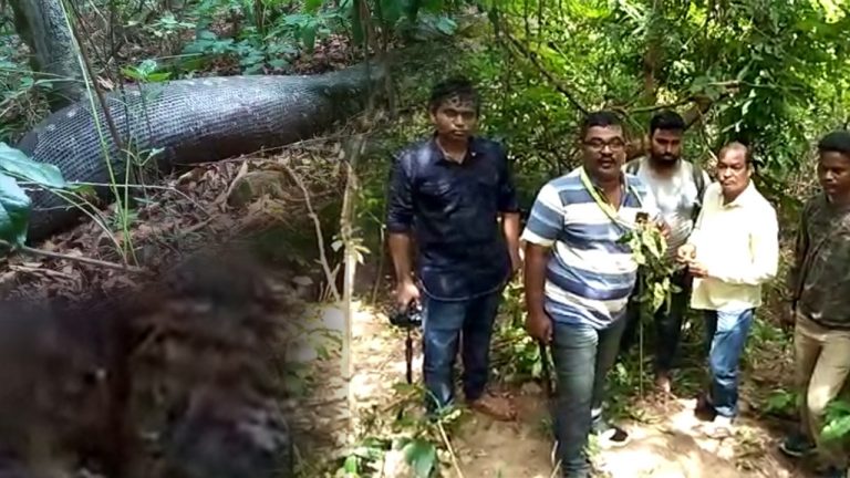 Impossible For Indian Rock Python To Devour Adult Man