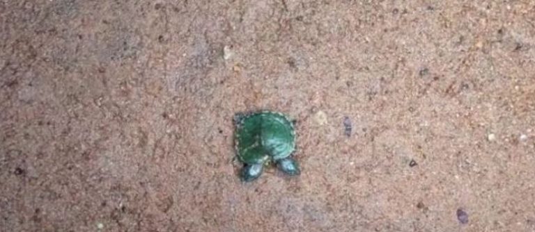Rare Two-Headed Turtle Hatches In Odisha’s Nandankanan