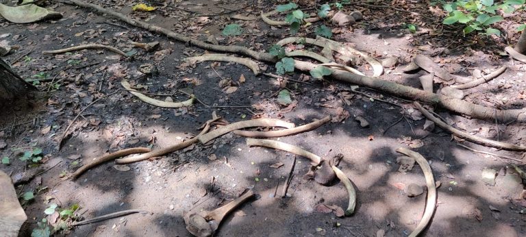 elephant skeletons found in angul