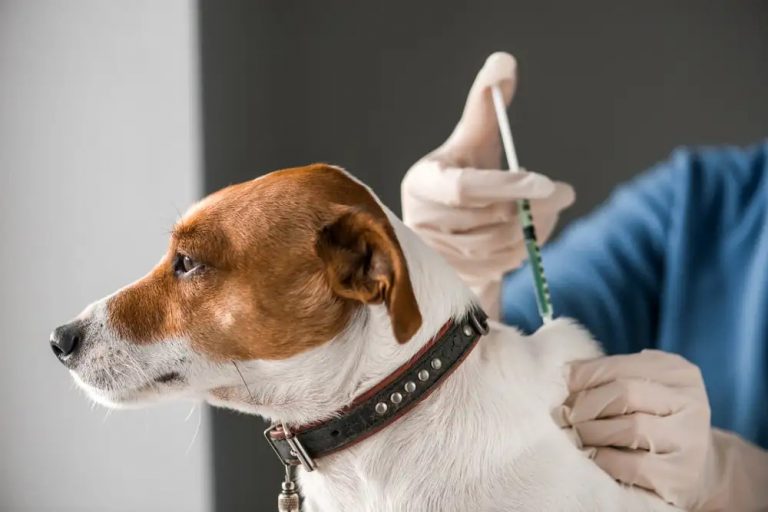 Mumbai anti rabies vaccination