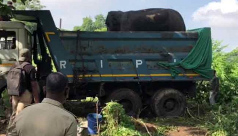elephant captured