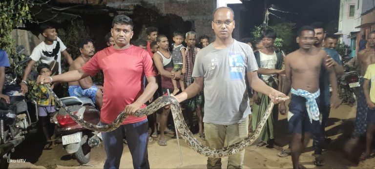 python rescued