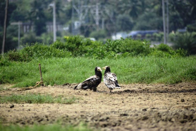 Rare Egyptian Vultures Spotted In Odisha’s Ganjam, Steps For Their Preservation Demanded