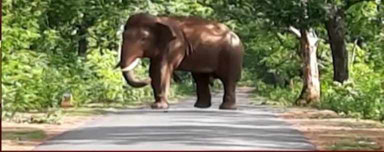 OUAT Team Treats Injured Tusker Found In Odisha Forest