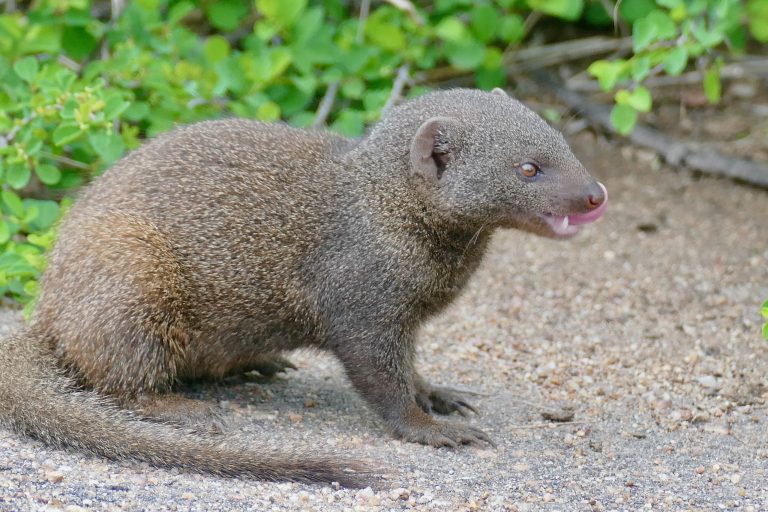 Chennai Customs Seize Five Exotic Animals Hidden In Check-In Baggage