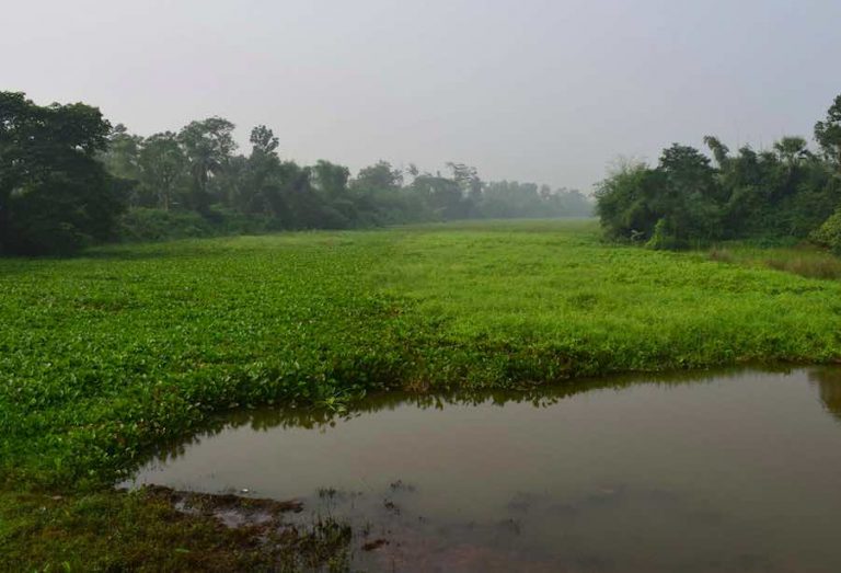 NGT Asks Odisha Govt To Revive A Dead River In Cuttack In 6 Months