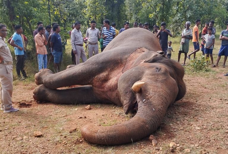 Tusker Found Dead Near Odisha Village, Electrocution Suspected