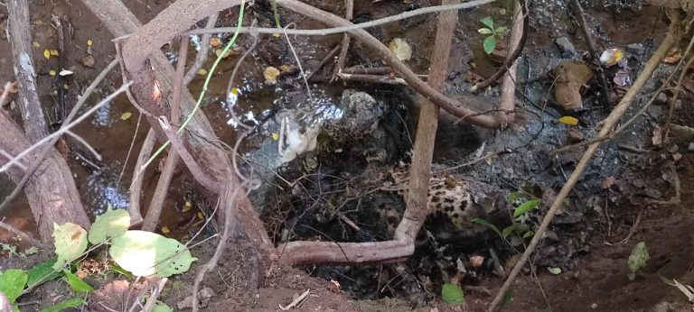 Carcasses Of 2 Leopards Found In Satkosia Sanctuary Of Odisha’s Angul