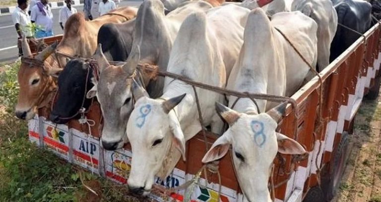 cattle smuggling in balasore