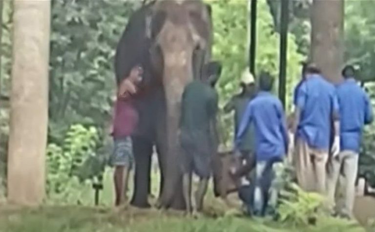 female elephant prema ill in nandankanan zoo