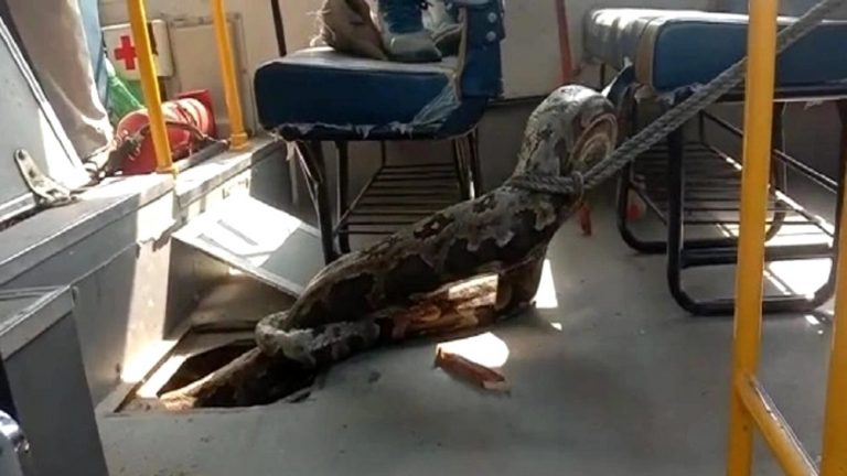 python in school bus