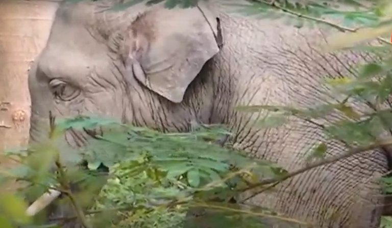 [Watch] Tusker Found Roaming In Odisha Capital Streets At Night; Know What Happened Next