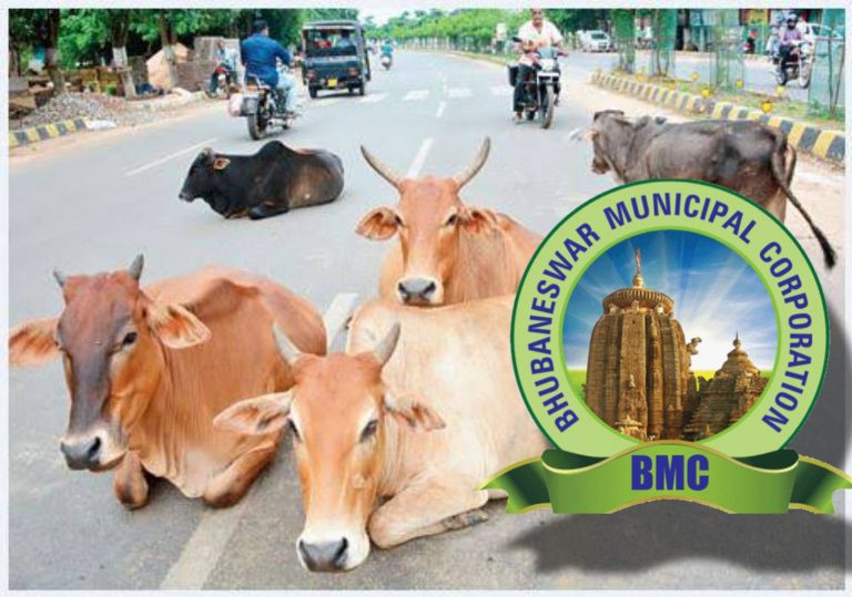 BMC Bans Cattle Movement On Roads in bhubaneswar