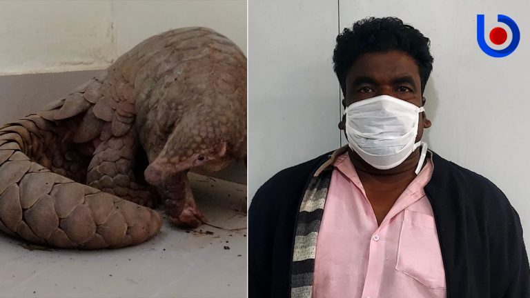 Odisha STF Arrests Wildlife Smuggler; Rescues Rare Pangolin
