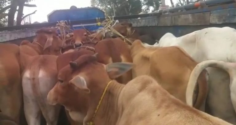cattle smuggling