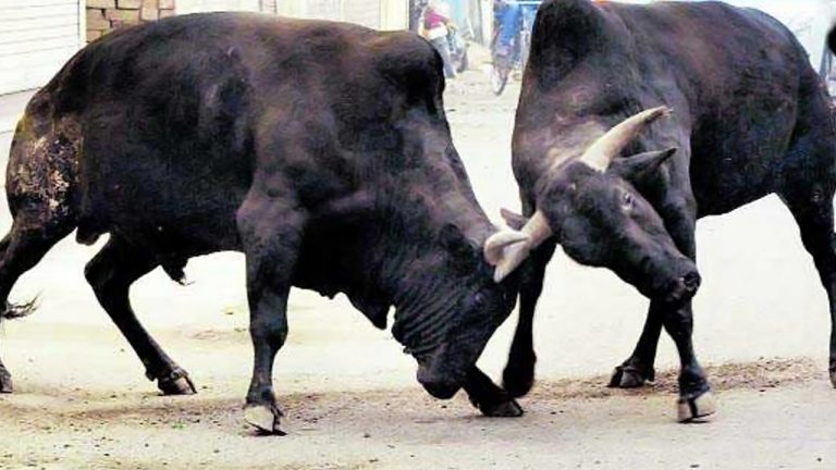 Bull Goes Berserk In Bhubaneswar; Kills Elderly Man & Injures 7