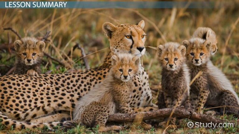 SC questions cheetah deaths