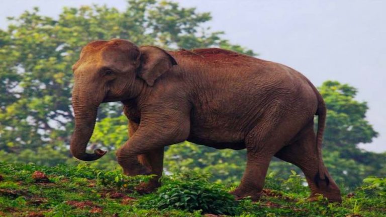 Minor Girl Among 2 Killed In Separate Elephant Attacks In Odisha
