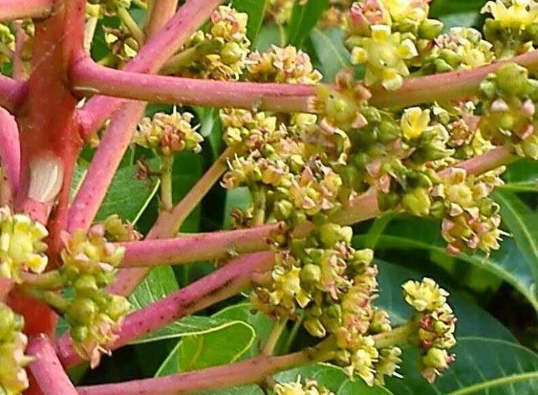 Climate Change: Untimely Mango Flowering In Odisha A Sign Of Early Spring