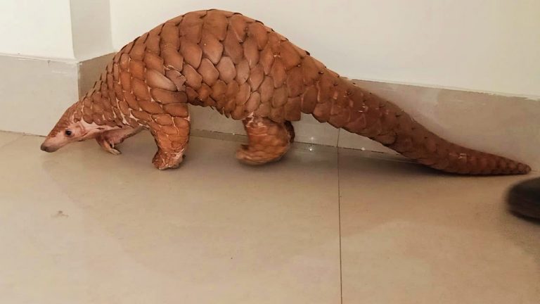 Pangolin