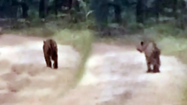 Royal Bengal Tiger Spotted In Odisha’s Debrigarh Wildlife Sanctuary