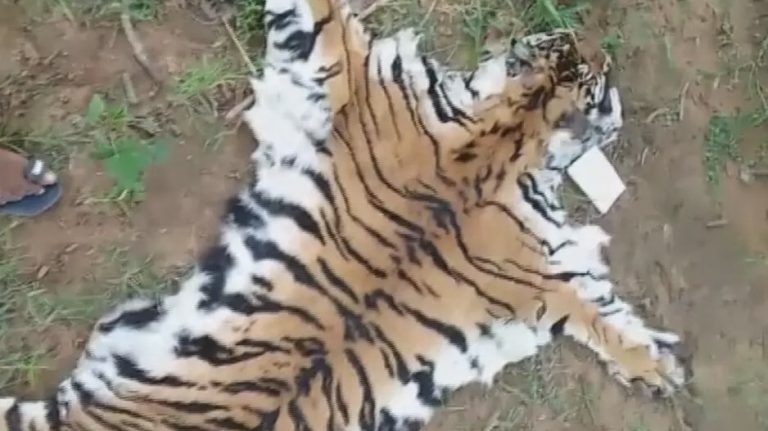 After Arrests In Elephant Carcass Burning, Royal Bengal Tiger Skin Seizure Rings Alarm Bells For Odisha