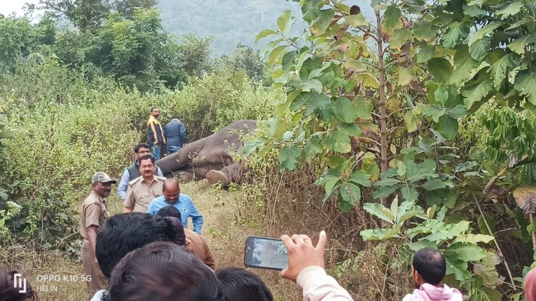 Tusker Found Dead In Odisha’s Angul