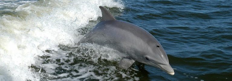 annual dolphin census begins in odisha